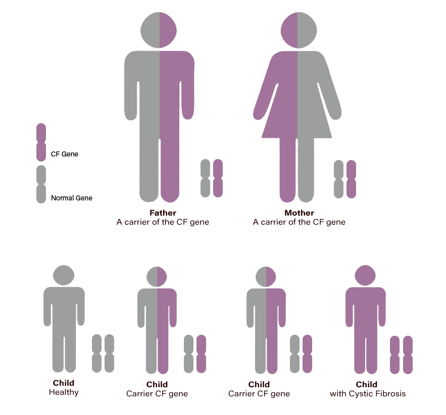 gene breakdown of father and mother and their children with or without cystic fibrosis